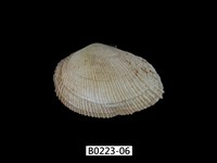 藏品(紫晃蛤)的圖片